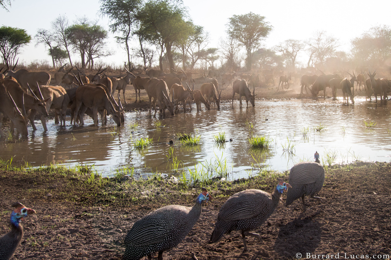Illustration for article titled Sneaky Camera Traps Capture Stunning Images of Namibian Wildlife